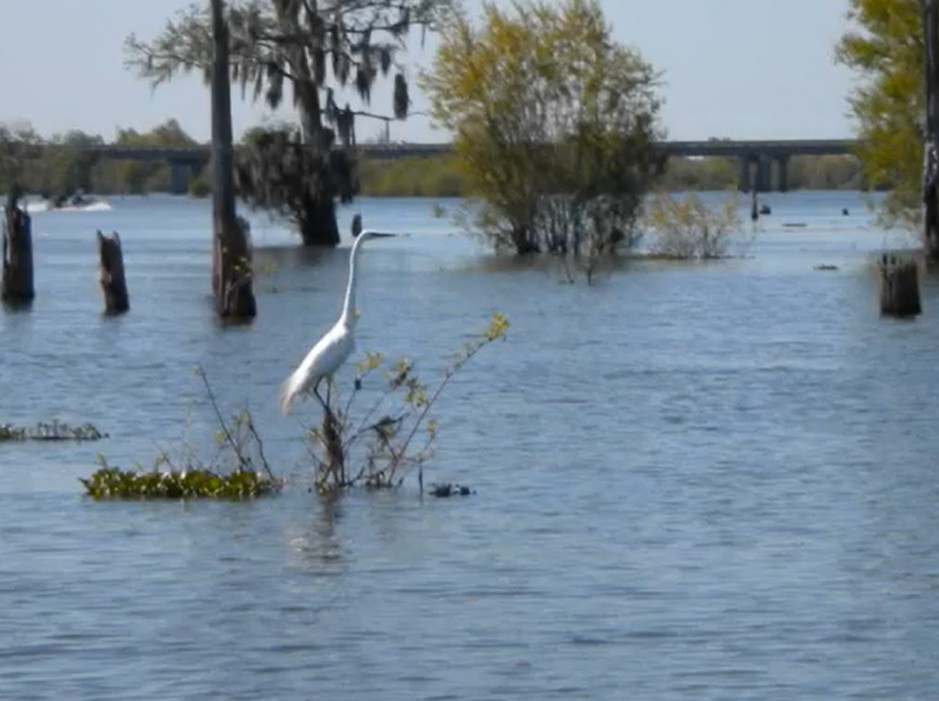 Rencontre avec un Cajun et balade sur l’atchafalaya